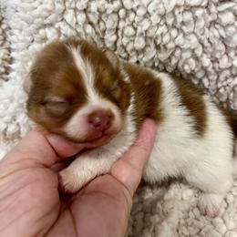 Colt 45 - Chocolate parti male Pomeranian puppy in Bentonville, Arkansas from Hummingbird & Fox