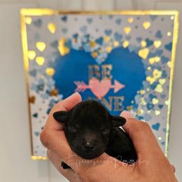 Phantom Male - Phantom male Poodle puppy in Coolidge, Arizona from Effervescent-Pooches