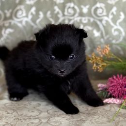 Cuddles - Black male Pomeranian puppy in Wanette, Oklahoma from Council Creek Cuties