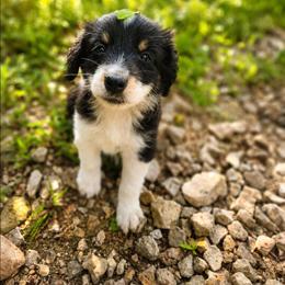 Colin - Black tri male Miniature Australian Shepherd puppy in Macomb, Missouri from Faunus Farms and Aussies