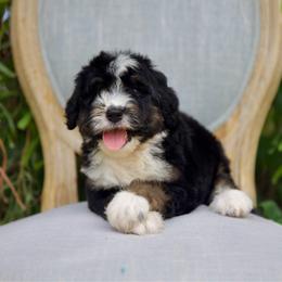 Eloise (Green) - Tri-color female Bernedoodle puppy in Queen Creek, Arizona from Dulcito Doodles