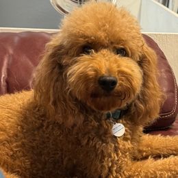 Salsa - Goldendoodle