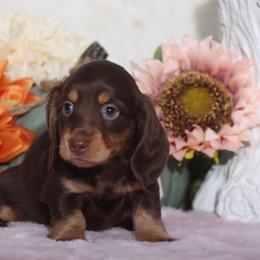 Dachshund Puppies from Walker's Minidachs