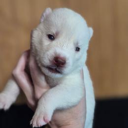 Girl 1 - White female Siberian Husky puppy in Madison, Georgia from Thornbury Kennel
