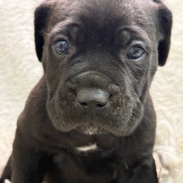 Whiz - Black male Cane Corso puppy in Russellville, Missouri from Soaring Royalty Canines LLC