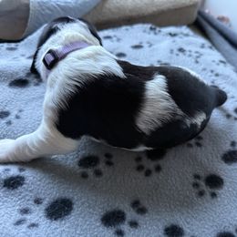 Dorothy - Black white and tan female English Springer Spaniel puppy in Westfield, Wisconsin from Heeling Springs at Sandy Ridge