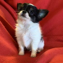 Chihuahua Puppies from Strawberry River Kennel