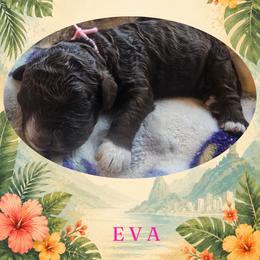 Girl 2 - Brown female Lagotto Romagnolo puppy in Salida, California from Harper's Lagotti