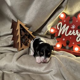 Molly - Parti female Yorkshire Terrier puppy in Goode, Virginia from Glass Hill Yorkies