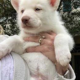 Pomskies from Sugar Pup Pomskies of Texas