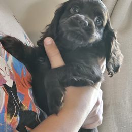 Cockapoo Puppies from Joanna Abruscato