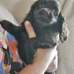 Cockapoo Puppies from Joanna Abruscato