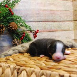 Roscoe - Black tri male Miniature American Shepherd puppy in Springfield, Missouri from 3 Barrels Farms, LLC