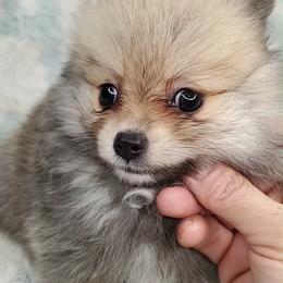 Girl 2 - Orange sable female Pomeranian puppy in Tulsa, Oklahoma from CP Kennels