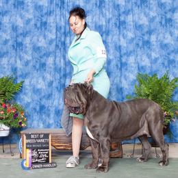Agera - Neapolitan Mastiff