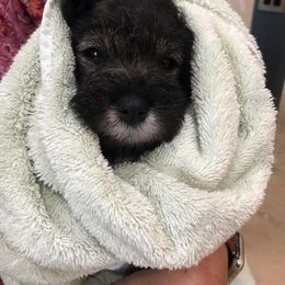 Miniature Schnauzer Puppies from Tivoli Miniature Schnauzers