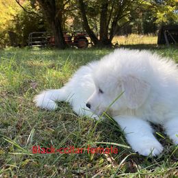 Great Pyrenees Puppies from Sweet Land of Liberty