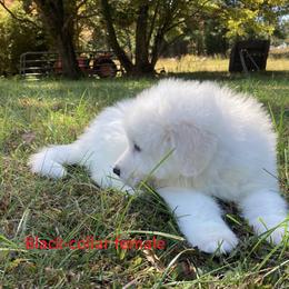 Great Pyrenees Puppies from Sweet Land of Liberty