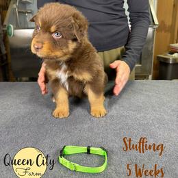 Stuffing  (lime) - Red tri-color male Australian Shepherd puppy in Falmouth, Kentucky from Queen City Farm