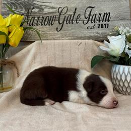 Buster - White and red male Border Collie puppy in Moody, Texas from Narrow Gate Farm