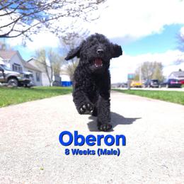 Oberon - Black male Labradoodle puppy in Genoa City, Wisconsin from Sakura Pups