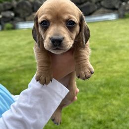 Peach - Red female Dachshund puppy in Bonney Lake, Washington from HP Dachs
