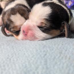 Liberty - Black tan and white female Beagle puppy in Colville, Washington from Rosehaven Homestead