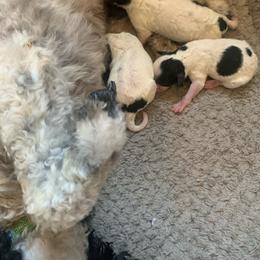 Poodle puppies from Golden B Acres