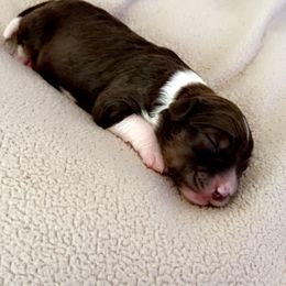 Aussiedoodle Puppies from A Dose Of Doodle