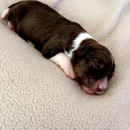 Aussiedoodle Puppies from A Dose Of Doodle