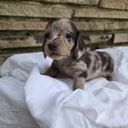 Dachshund Puppies from Pure Joy Dachshunds