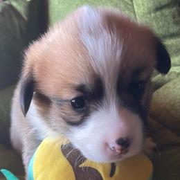 Skipper - Red male Pembroke Welsh Corgi puppy in Adairsville, Georgia from R&R Corgis