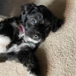 Aussiedoodle, Bernedoodle, and Poodle Puppies from Sis' Doodles & Poodles