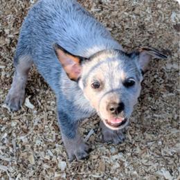 Australian Cattle Dog and Shih Tzu Puppies from Karen Elliott
