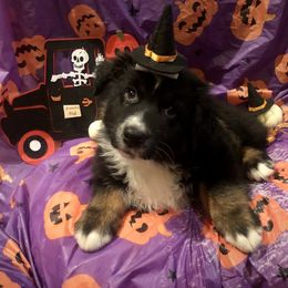 Australian Shepherd and Collie Puppies from Nicara kennel