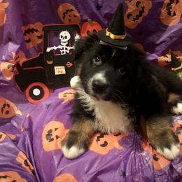 Australian Shepherd and Collie Puppies from Nicara kennel