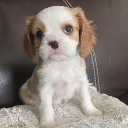 Bernedoodle, Cavalier King Charles Spaniel, Cavapoo, and Poodle Puppies from Dinky Doo Doodles