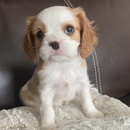 Bernedoodle, Cavalier King Charles Spaniel, Cavapoo, and Poodle Puppies from Dinky Doo Doodles