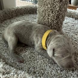 Yellow collar - Silver gray female Weimaraner puppy in Sauk Centre, Minnesota from Minnesota Weimaraners