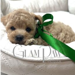 Luka Lee - Apricot male Maltipoo puppy in Spring, Texas from GlamPaw Maltipoos