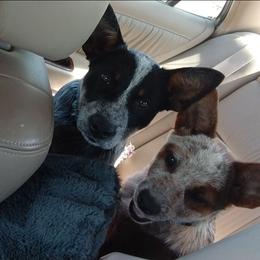 Australian Cattle Dog Puppies from TLC Cattle dogs