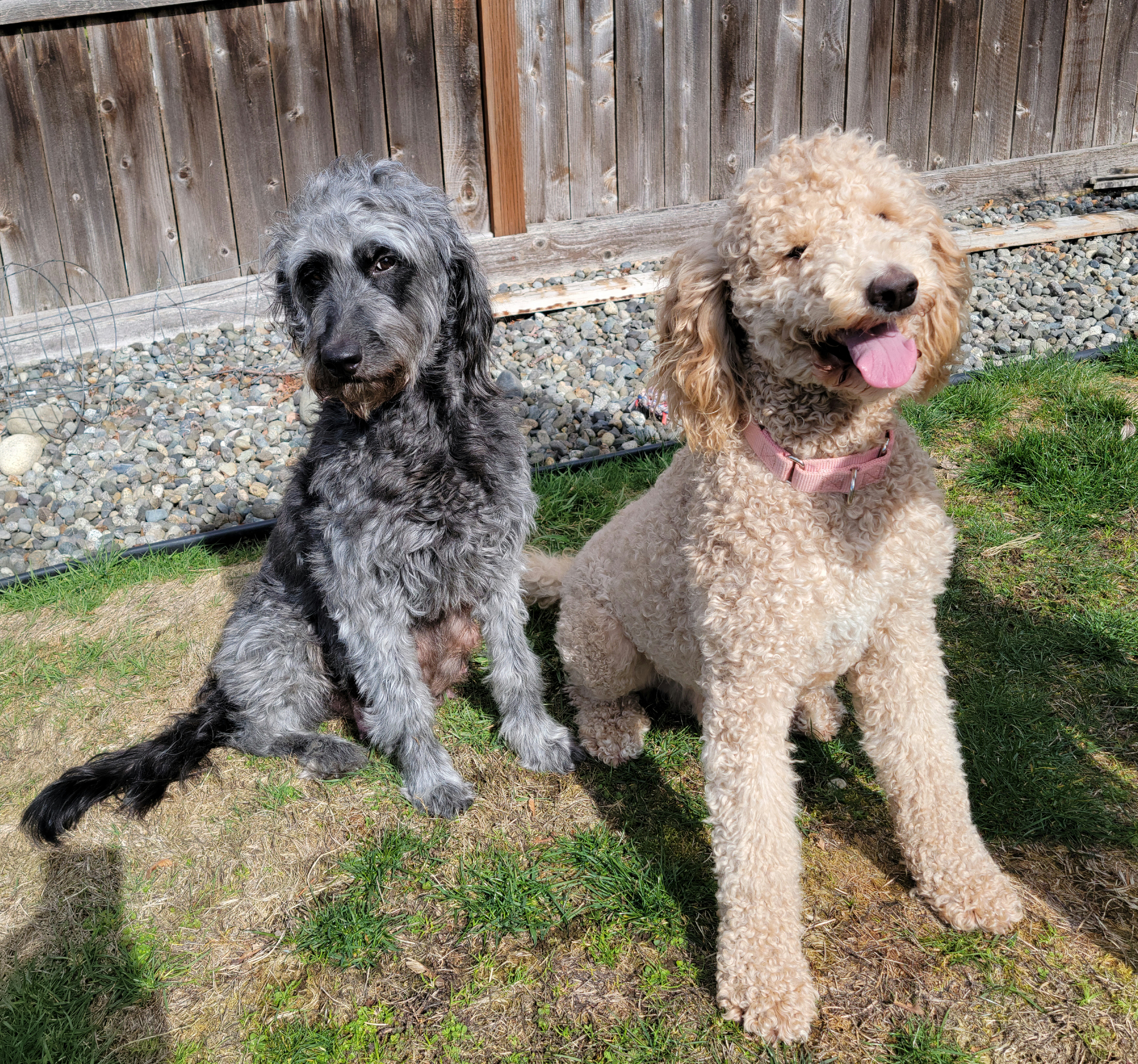 Phebe - Goldendoodle