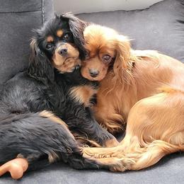 Cavalier King Charles Spaniels from Pleasant Valley Cavaliers