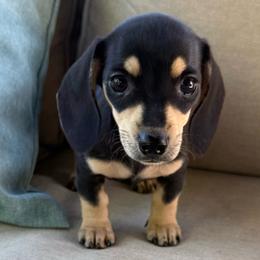 Petunia - Black and cream female Dachshund puppy in Salem, Oregon from Longdox Mini Dachshunds