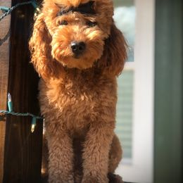 Minnie - Goldendoodle