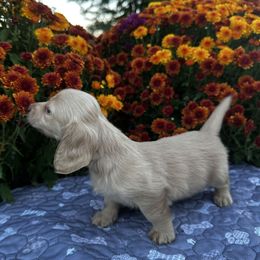 Mable - Cream female Dachshund puppy in Cherry Tree, Oklahoma from Peavine Creek Dachshunds