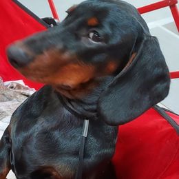 Dachshund All Grown Up from Woodshafen