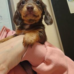 Caramello - Chocolate and tan male Dachshund puppy in Sturtevant, Wisconsin from Nicole's Dachshunds