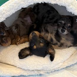 Dachshund Puppies from Birkin’ Paws