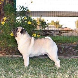 Brandy - Pug